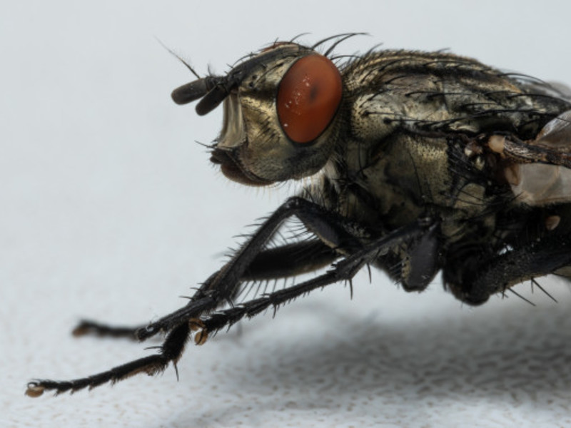 Httpswww.freepik.compremium photomacro photo fly 6303366.htm page 1 query musca domestica position 2