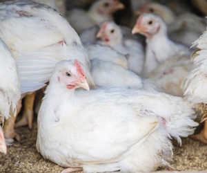 Bio chickens home farm 73944 7850