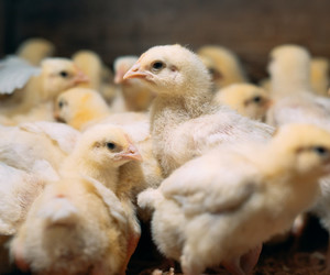 Broiler chicken chicks poultry farm 109285 3693