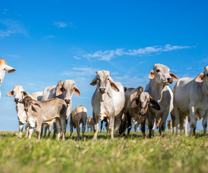 Herd calves summer green field 137096 9